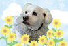 「Dog salon mofu mofu　余市町」