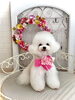 クレアちゃん「わんこと秋桜🐾」