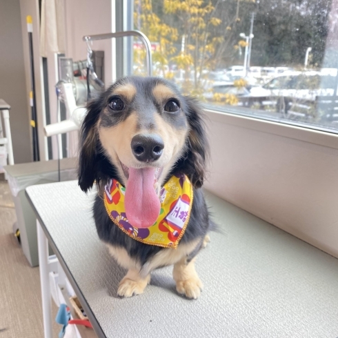 「ご来店のワンちゃん達☺︎」