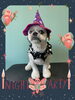 「Dog salon mofu mofu　余市町」