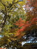 「今が1番美しいかも🍁」