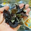「本日は、岩手県産「乾燥きくらげ」です！！」