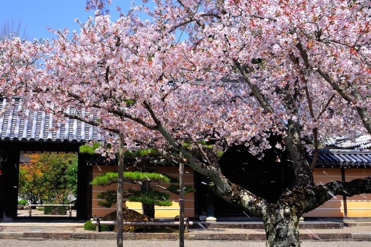 粉河寺の桜(過去pic)「春はすぐそこ！「桜特集」」