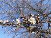 「【福生市】春の訪れ♪桜が咲き始めています🌸✨」
