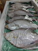 「📣本日のお魚情報🐟」