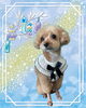 「Dog salon mofu mofu　余市町」