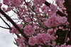 「2023春　桜情報」