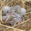 おめでとう！　空＆花＆天空の里　コウノトリのヒナが誕生【埼玉県鴻巣市】