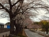 近くに駐車場もありますのでおススメの撮影スポット！「しろいのサクラ🌸なう！「パート2」」