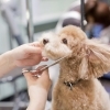 かわいさを引き出すトリミングも◎「DOG&CAT JOKER樹モールプラザ川口店【まいぷれ川口掲載店のご紹介】」
