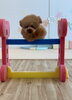 くまくんジャンプ「ましゅまろ幼稚園🐾」