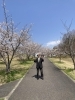 「桜🌸桜🌸桜🌸」