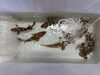 「📣本日入荷のお魚情報🐟」