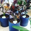 「【絵になる観葉植物、良きゴム入荷】」