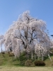 樹齢100年余 シダレサクラの大木は圧巻 双松公園 お花見するならここ 米沢市 南陽市 東置賜郡高畠町 東置賜郡川西町の桜特集 まいぷれ 米沢