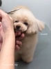 「冬のオプションキャンペーン　^ - ^」