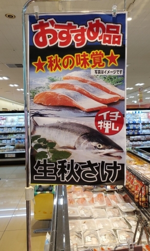 「鮮魚売場に、秋の味覚《生秋鮭》が並びました❕」