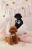 RED　エマちゃん「Anniversary photo　(*´ω｀*)」