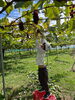頑張って取っています👌✨「ぶどう狩りに行ってきたよ〜🍇🌿【札幌市北区篠路　児童発達支援　放課後等デイサービス】」