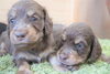 「ミニチュアダックス子犬情報」