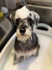 りんご酵素風呂「🐶トイプードル、チワマル、シュナウザー、トリミングのお友達🍓」