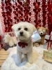 トリミングお写真「🐶トリミングのお友達❤️」
