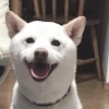 しろ君