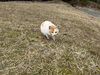 虎視眈々と魚を狙う野良猫「ひだち教室体験活動記Vol.52〜ガリバーフィッシングガーデン〜」