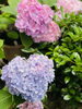 紫陽花「本日の境内の様子です」