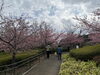 「3月8日　魚魚の宿　河津桜」