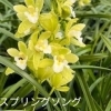 テーブルシンビ スプリングソング