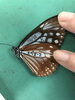 「アサギマダラのマーキング調査」