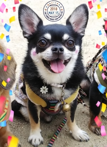 かぼぽんすぅさん家のすだちくん きょうのわんこ まいぷれ 大阪市中央区 かぼぽんすぅさん家のすだちくん きょうのわんこ まいぷれ 大阪市中央区