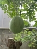 スイカ🍉「リトルビーンズ農園」