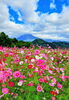 咲き乱れるコスモスと大山「🌸超快適オールシーズンスーツ生地 KINGS MILL」