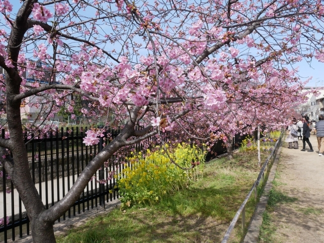 「【編集部ニュース】淀の河津桜が満開です♪　＠淀」