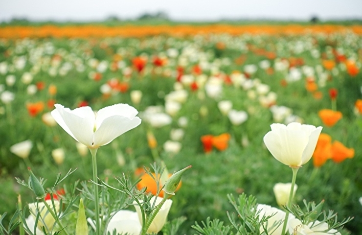 21年5月7日 金 撮影 鴻巣市内のポピー畑 バラまつり会場開花状況 鴻巣の花イベント情報 こうのす広場 鴻巣市 21年5月7日 金 撮影 鴻巣市内のポピー畑 バラまつり会場開花状況 鴻巣の花イベント情報 こうのす広場 鴻巣市