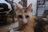 待ってるにゃ「「30％戻ってくる」猫カフェさん♪」