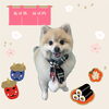 「Dog salon mofu mofu　余市町」