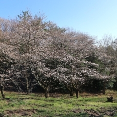 ■桜特集■長久手　愛・地球博公園　モリコロパーク