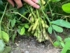 収穫体験　黒枝豆　新鮮京野菜「収穫体験に参加して頂きありがとうございました！！」
