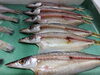 「📣本日のお魚情報🐟」