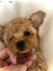 うさみちゃん　♡「ご家族さま決まりました〜　^o^」