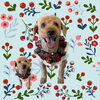 「Dog salon mofu mofu　余市町」