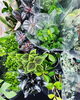 「観葉植物の仕入れ日です」