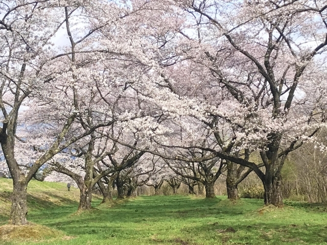 雫石 雫石川園地 お花見特集 まいぷれ 盛岡 滝沢 二戸 八幡平 雫石