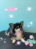 「可愛い子ちゃん♡ Dog salon mofu mofu 余市町」