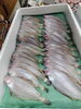「📣本日のお魚情報🐟」