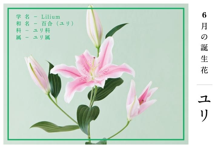 6月の誕生花 ユリ 父の日は6月日 日 花キューピットでお花じかん まいぷれ 黒部 入善 朝日 6月の誕生花 ユリ 父の日は6月日 日 花キューピットでお花じかん まいぷれ 黒部 入善 朝日
