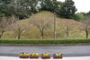 八重桜は蕾です「舞鶴引揚記念公園　桜情報」